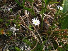 Stellaria eschscholtziana