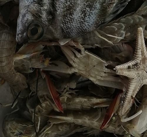 Lupocycloporus gracilimanus observed 2022-09-11