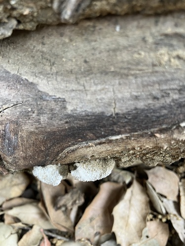 iNaturalist observation photo of splitgill mushroom