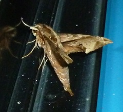 Eupanacra elegantulus