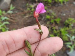 Oenothera rosea