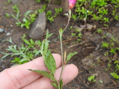 Oenothera rosea