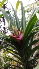 Freycinetia