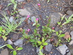 Oenothera rosea