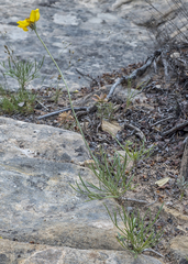 Thelesperma subnudum
