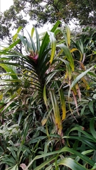 Freycinetia