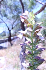 Acanthus mollis