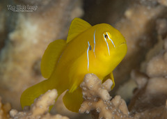 Citron Goby photo 2