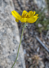 Thelesperma subnudum