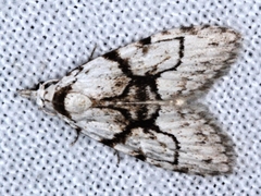 Nola delograpta