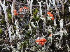 Cladonia didyma