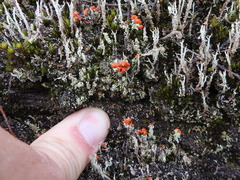 Cladonia didyma