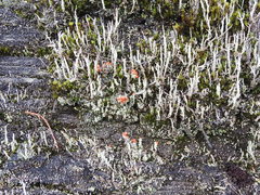 Cladonia didyma