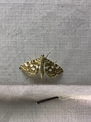 Elophila ekthlipsis