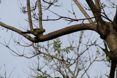 Myiopsitta monachus