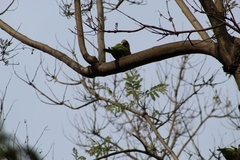 Myiopsitta monachus