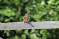 Passer domesticus