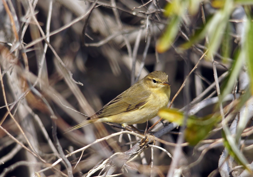 Northern Willow Warbler