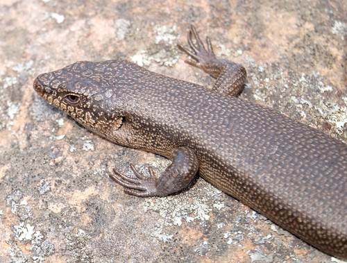 Egernia saxatilis