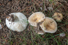 Russula grata