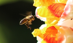 Apis mellifera