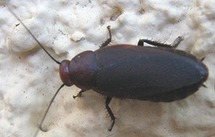 Oxyhaloa deusta