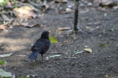 Turdus merula
