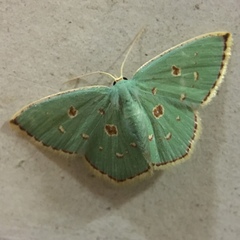 Comostola meritaria