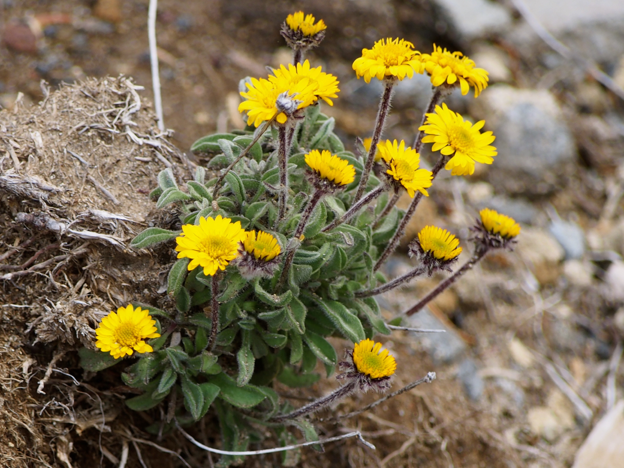 Erigeron aureus
