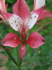 Alstroemeria caryophyllaea
