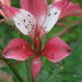 Alstroemeria caryophyllaea - Photo (c) Diogo Luiz, some rights reserved (CC BY-SA), uploaded by Diogo Luiz