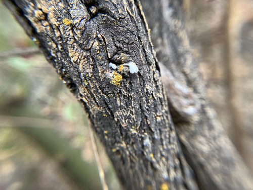 iNaturalist observation photo of Candleflame Lichens