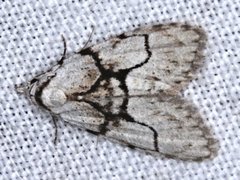 Nola delograpta