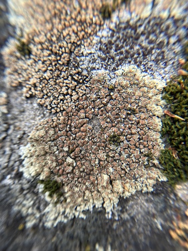 iNaturalist observation photo of Stonewall Rim Lichen