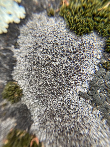 iNaturalist observation photo of rim lichens, disc lichens, and allies