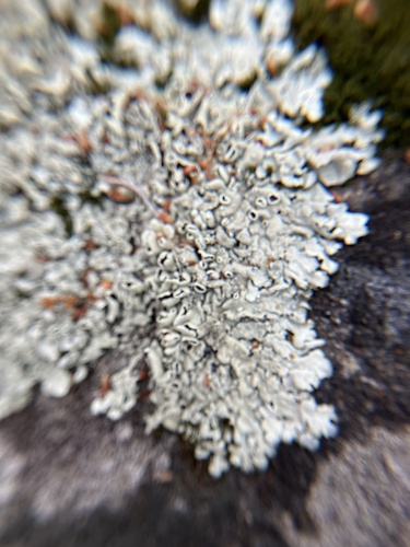 iNaturalist observation photo of rock shield lichens