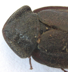 Derocalymma