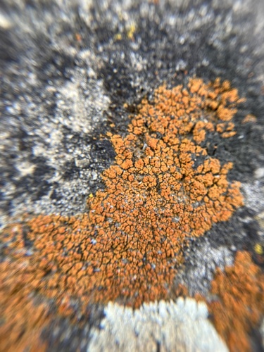 iNaturalist observation photo of Common Lichens