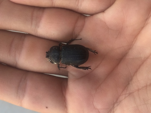 Phileurus angustatus