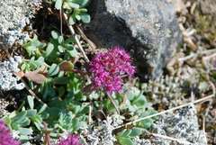 Hylotelephium cyaneum