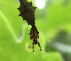 Uloborus glomosus