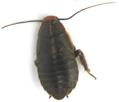 Oxyhaloa deusta