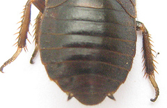 Oxyhaloa deusta