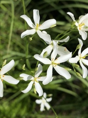 Sabatia difformis