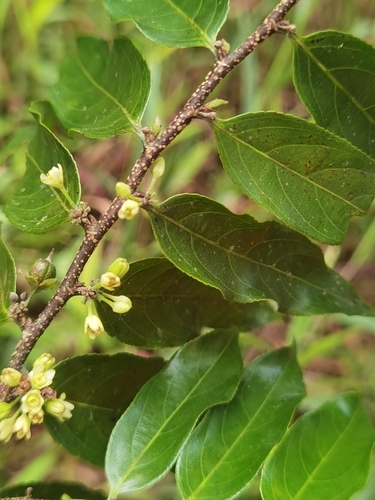 Image of Casearia arborea by (c) Eduardo Chacón Madrigal, some rights reserved (CC BY)