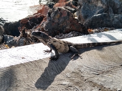 Ctenosaura oedirhina