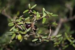 Coprosma colensoi