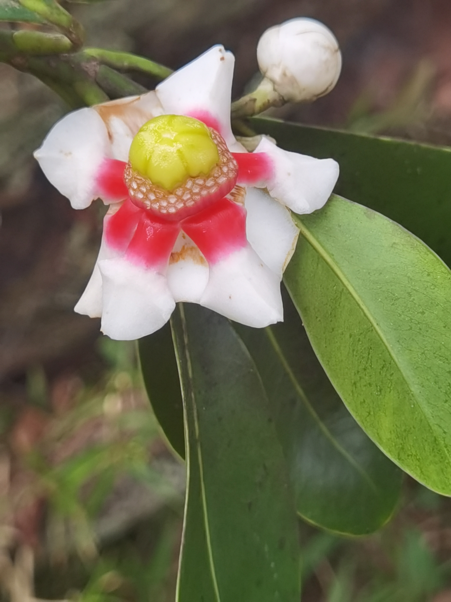 Imagem de Clúsia