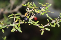 Coprosma colensoi