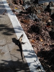 Ctenosaura oedirhina